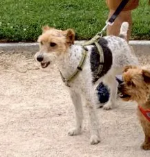 Chien perdu Fox-Terrier