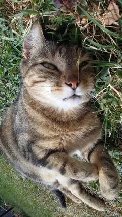 Chat perdu Européen