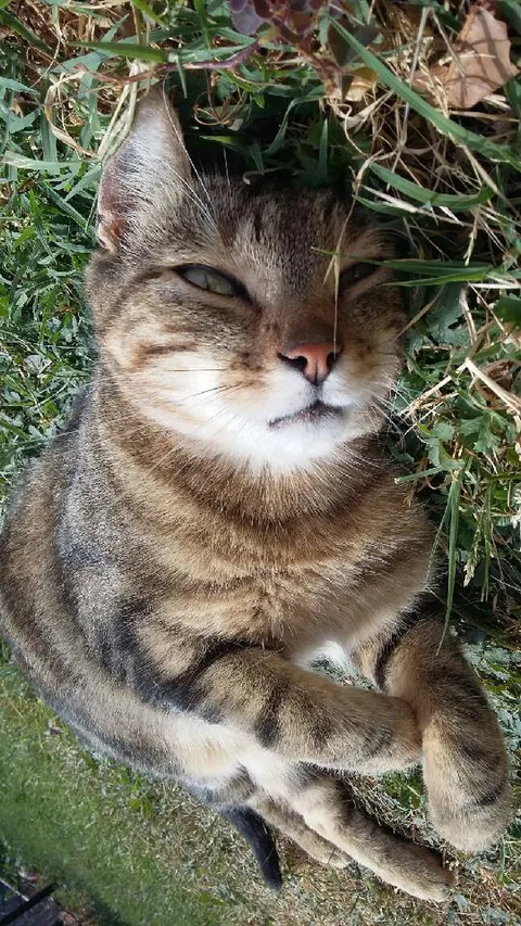 Tigrou