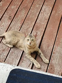 Chat trouvé Européen