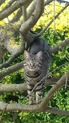Chat perdu Chat Tigre
