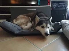 Chien perdu Husky Sibérien