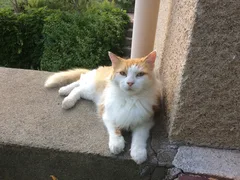 Chat trouvé Européen