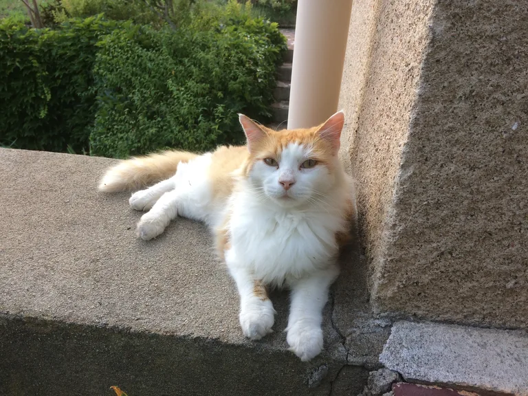 Chat trouvé
