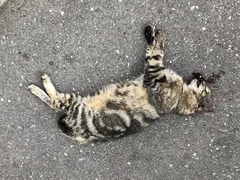 Chat trouvé Européen