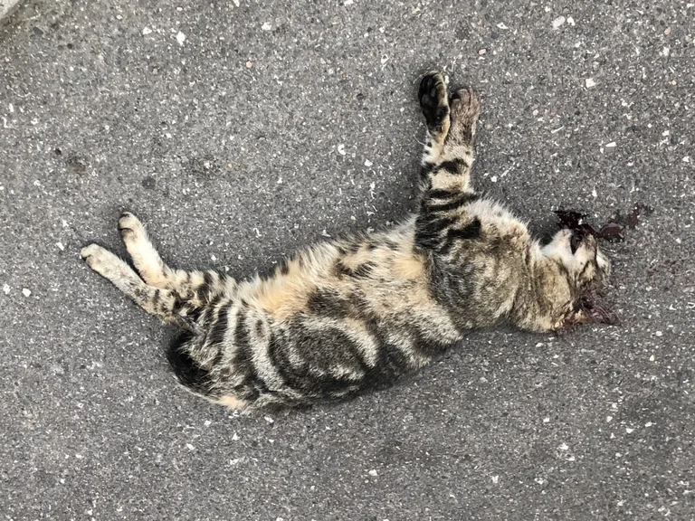Chat trouvé