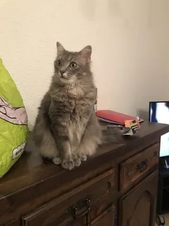 Chat perdu Maine Coon