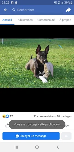 Chien perdu American-Staffordshire-Terrier