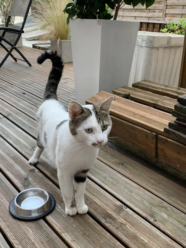 Chat trouvé