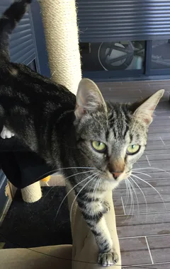Chat perdu Européen