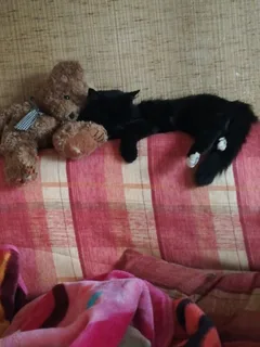 Chat perdu Croisé
