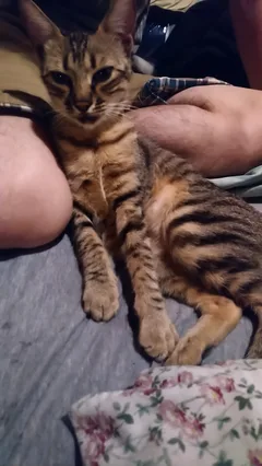 Chat trouvé Chat Tigre