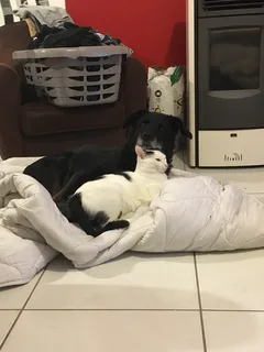 Chat perdu Européen