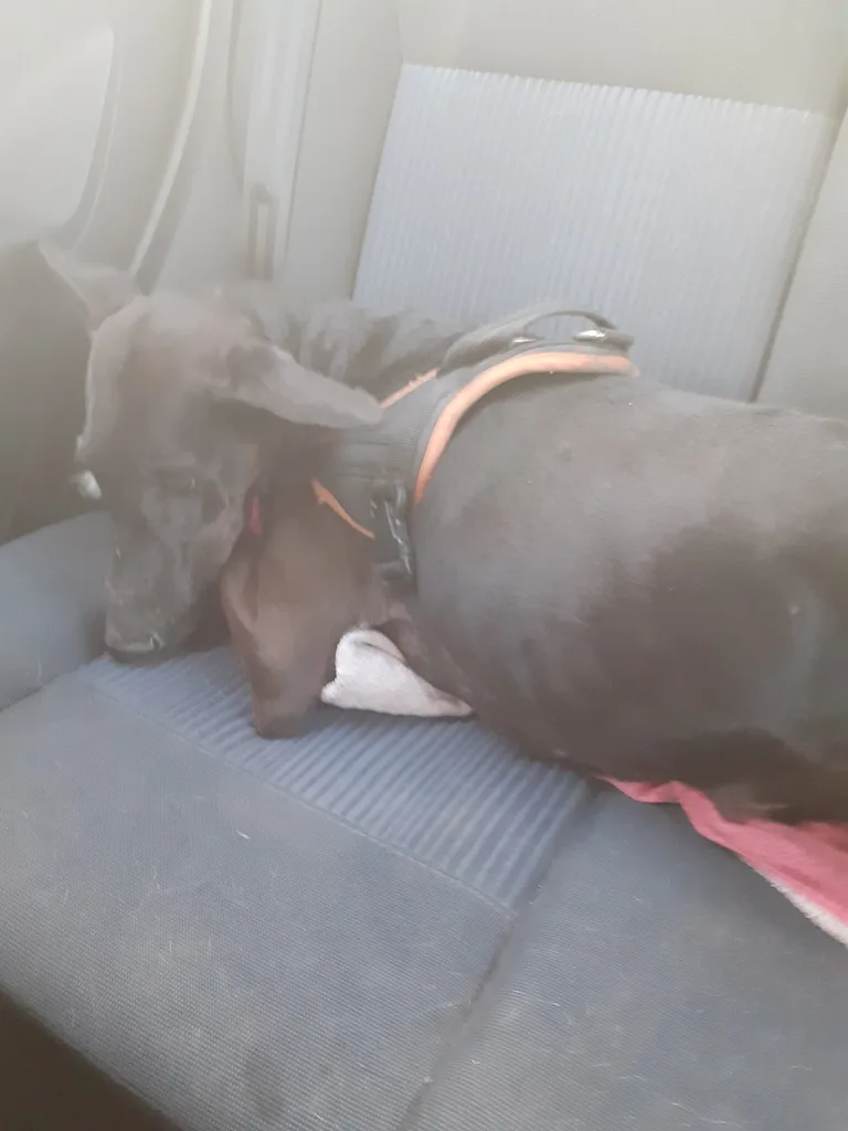 Chien trouvé