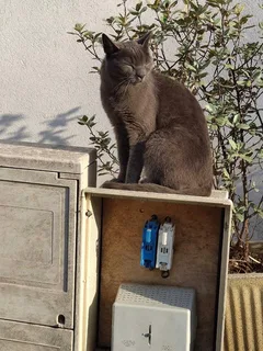 Chat perdu Européen