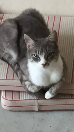 Chat perdu Européen