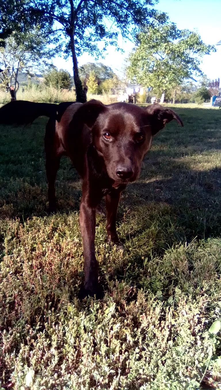 Chien trouvé