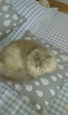 Chat perdu Chartreux