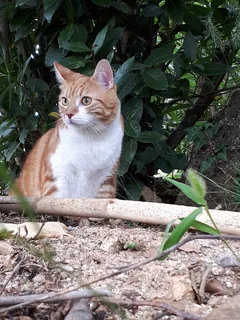 Chat perdu Européen