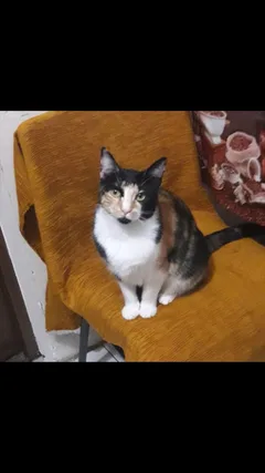 Chat perdu Européen
