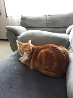 Chat perdu Européen