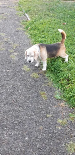 Chien trouvé Croisé
