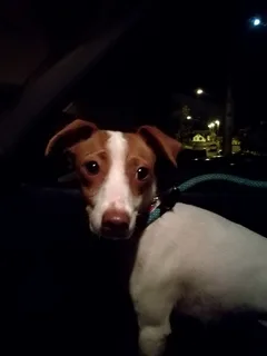 Chien trouvé Jack-Russell-Terrier