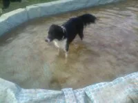 Chien perdu : Border Collie (gipsy)