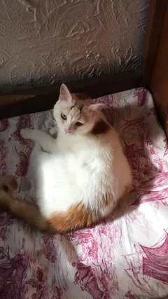 Chat perdu : Européen (Louis-Philippe)