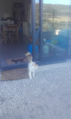 Chat perdu Européen