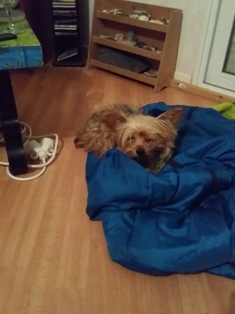 Chien trouvé