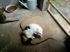 Chat perdu Persan