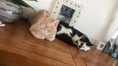 Chat perdu Européen