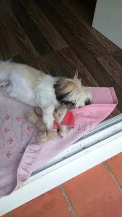 Chien perdu Shitzu