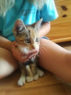 Chat trouvé Européen