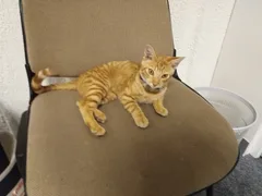 Chat trouvé Européen