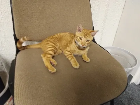 Chat trouvé
