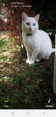 Chat perdu Européen
