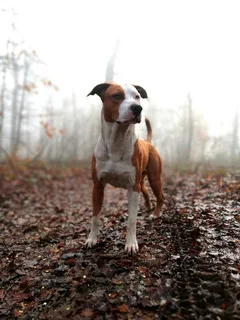 Chien perdu American-Staffordshire-Terrier