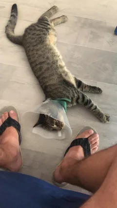 Chat perdu Européen