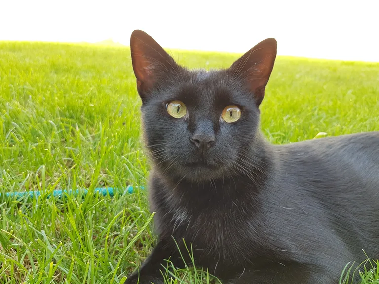 Aiko