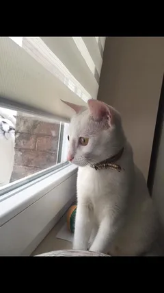 Chat perdu Européen