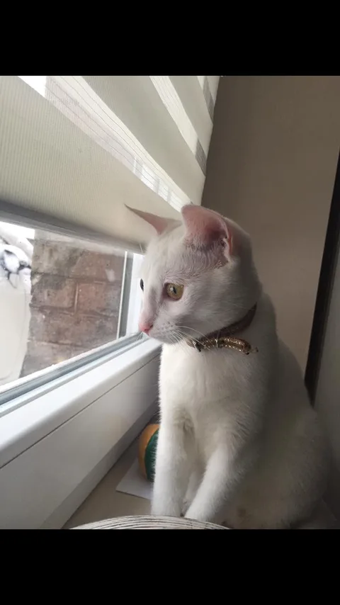 Minnie
