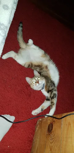Chat perdu Européen