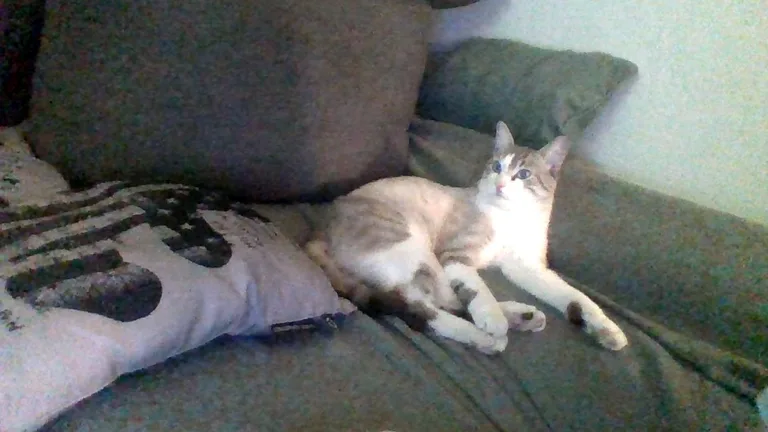 Chat trouvé
