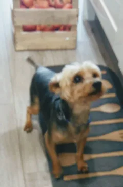 Chien perdu Yorkshire Terrier