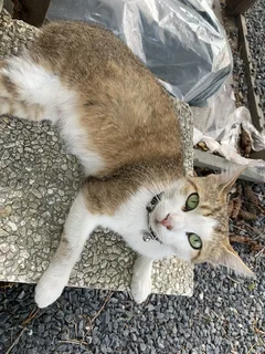 Chat perdu Chat Tigre