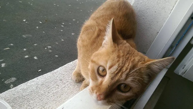 Chat trouvé