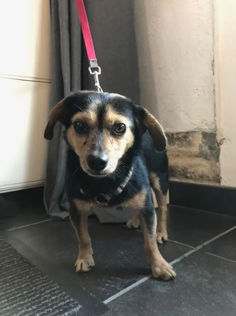 Chien trouvé