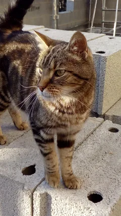 Chat trouvé Européen